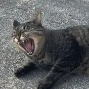 エンジニヤの画像