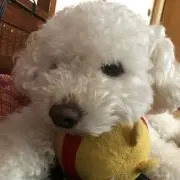 白犬のぬしの画像