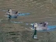 ひまわりの画像