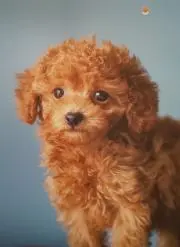 チア☆ショコラの画像