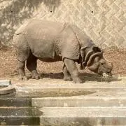 Rhino