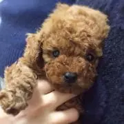 てんの画像