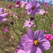 Bunzouの画像