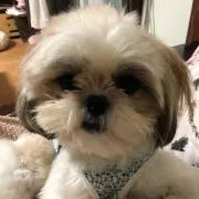 tomotomo