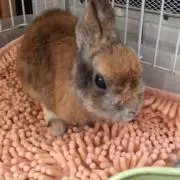 usagiの画像