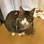 ゆぅみゅうの画像