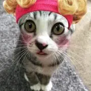 ニャン太郎