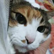 Sachi  プロフご覧下さいませ。の画像