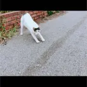 けだま