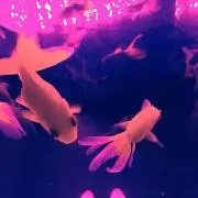チョコボの画像
