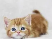 りん