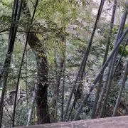つんの画像
