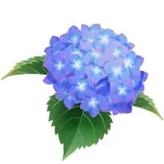 meyu