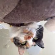ほーちゃんの画像