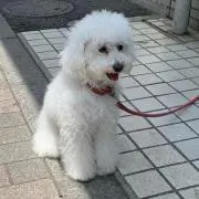 わんこ【即購入OK】
