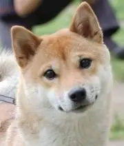 SHINOの画像