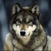 wolf
