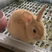 マロンの画像
