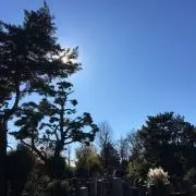はるごぼうの画像