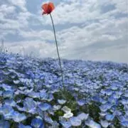 ＊Aiko_uの画像