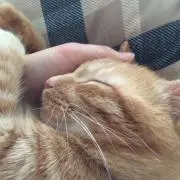 ねこの画像