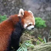 はぶたにえん