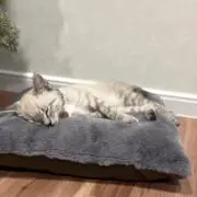 3児のママ