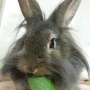 はちこの画像