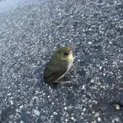 カルーアの画像