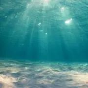 tapicoの画像