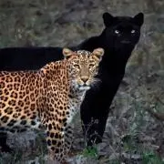 あずきの画像