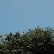 ぱの画像