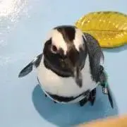 Shakeの画像