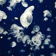 sayakaの画像