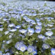 ひつじ【プロフィール必読お願いします】の画像