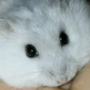 ジャム