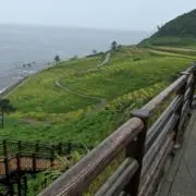 うりの画像