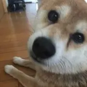 ふみたまご