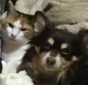 犬と猫のママ