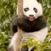 ぱんだ