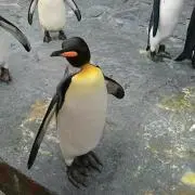 MAKOの画像