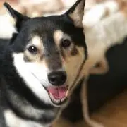yoko2020の画像