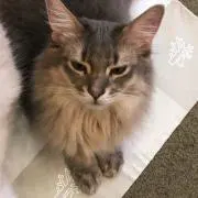 くるみゆべしの画像