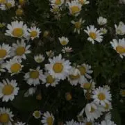 Chiiiの画像