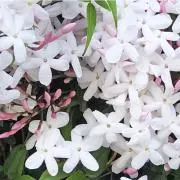 さんちゃ♡