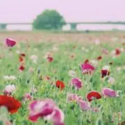 しーぽめ✧ご購入前にプロフご確認くださいの画像
