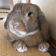 こしあん