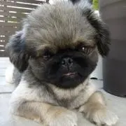 犬の画像