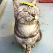 jの画像