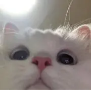 akの画像